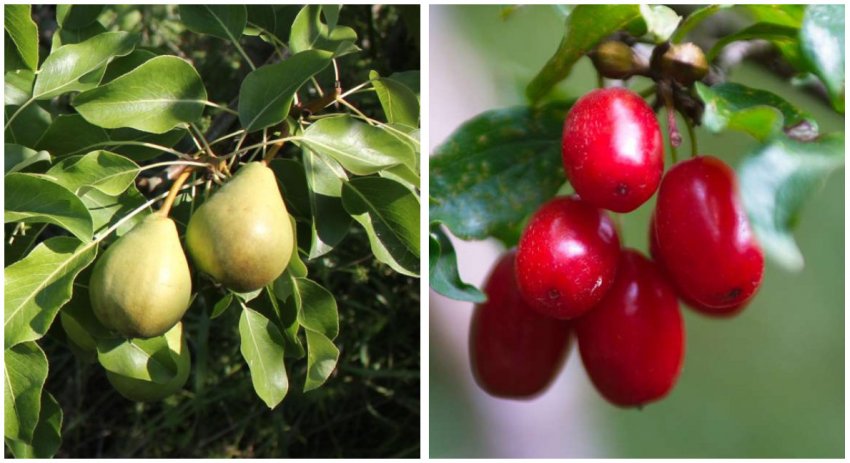 Груша і кизил