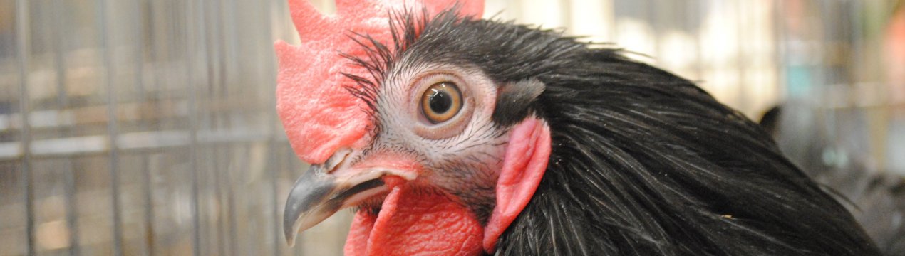 На челябінські птахоферми прокрався небезпечний вірус