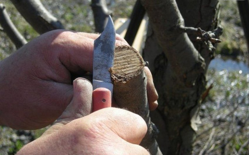 Процес щеплення груші за кору