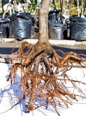 Коренева система саджанця груші