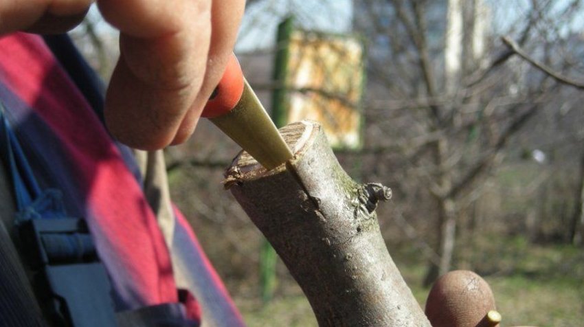 Процес щеплення груші за кору