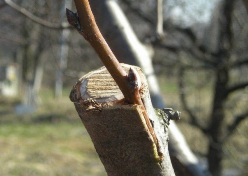 Процес щеплення груші за кору
