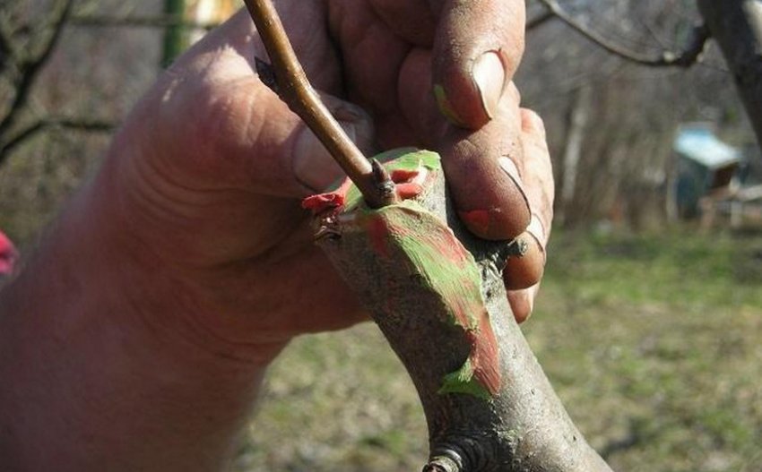 Процес щеплення груші за кору