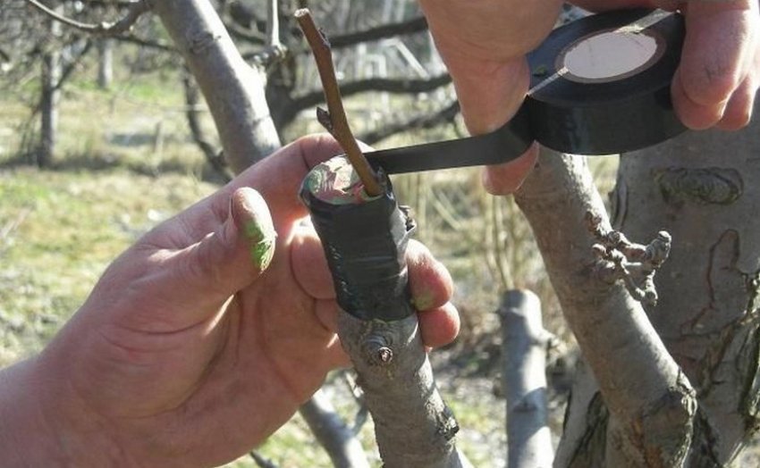 Процес щеплення груші за кору