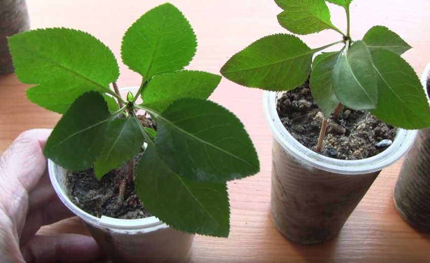 Паростки груші Паростки груші