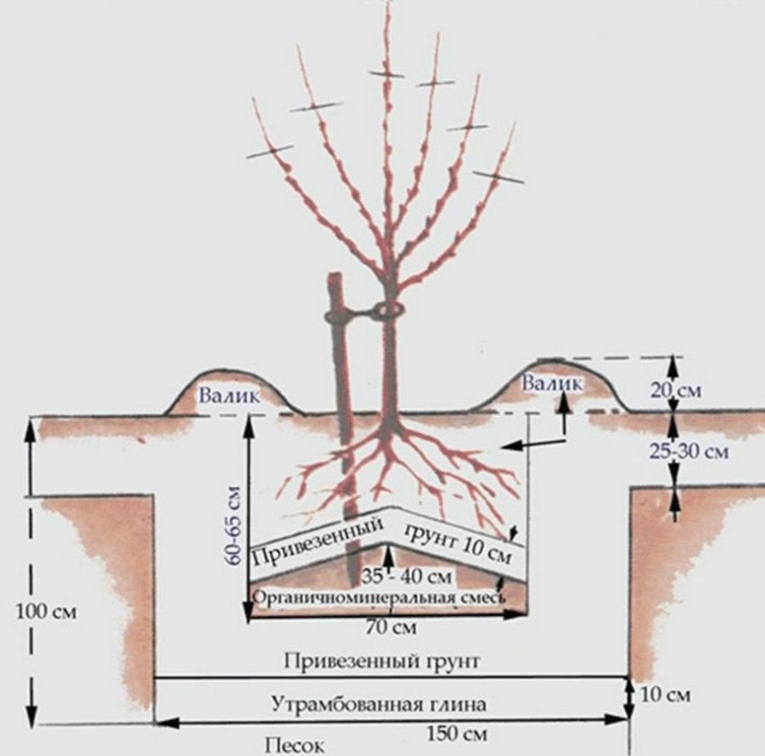 Схема посадки саджанці груші