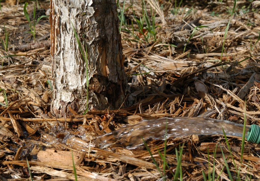 Полив груші