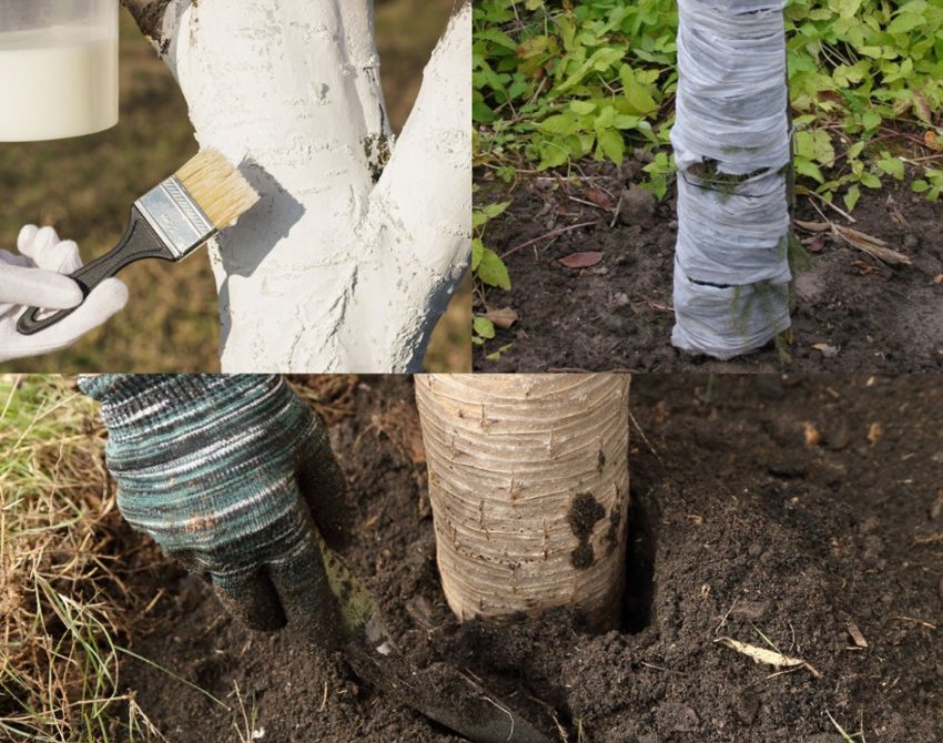 Підготовка груші до зими