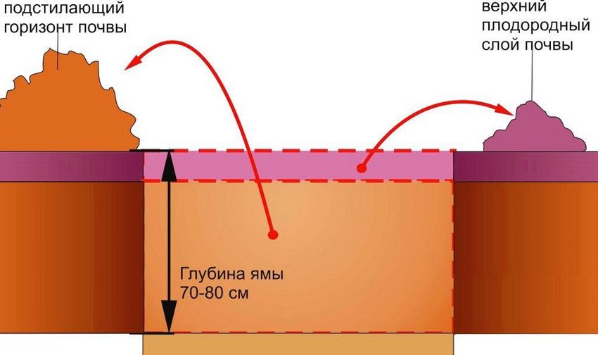 Підготовка посадкової ями для груші Підготовка посадкової ями для груші