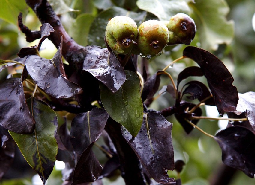 Бактеріальний опік на листках груші