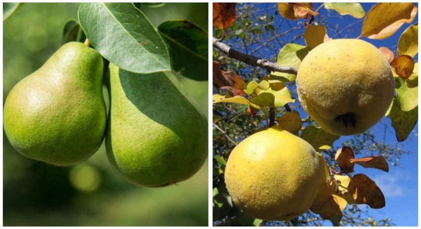 Груші та айва
