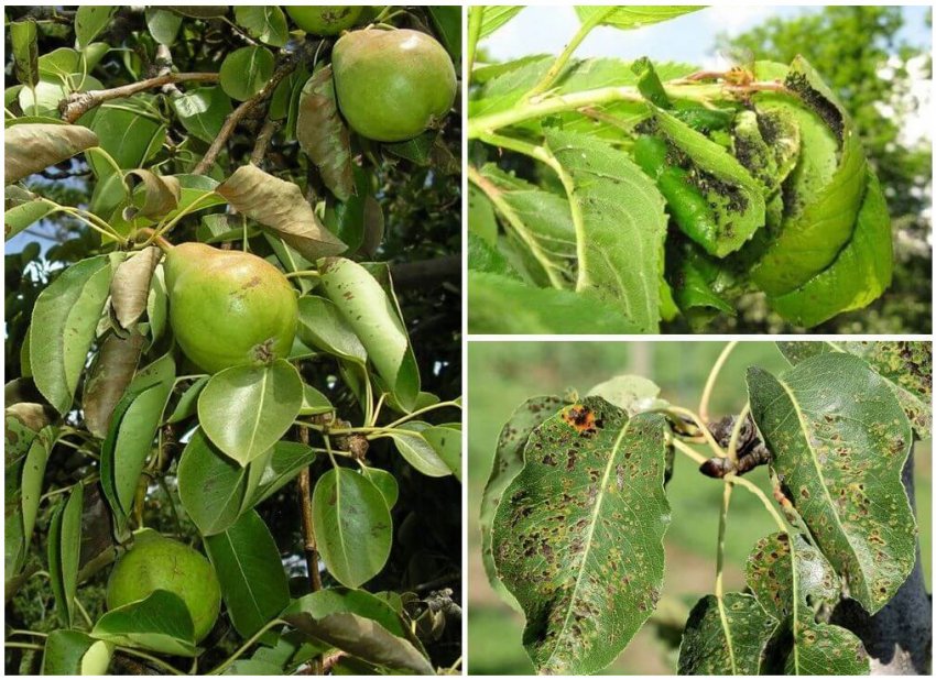 Попелиця на груші