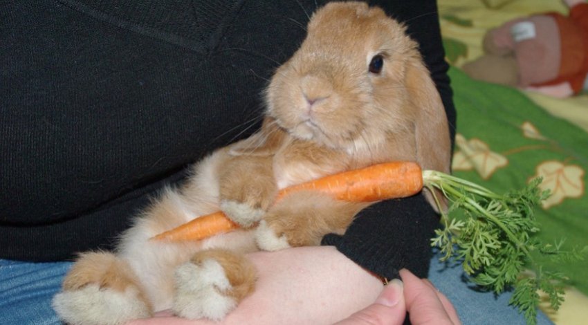 Кролик Кролик