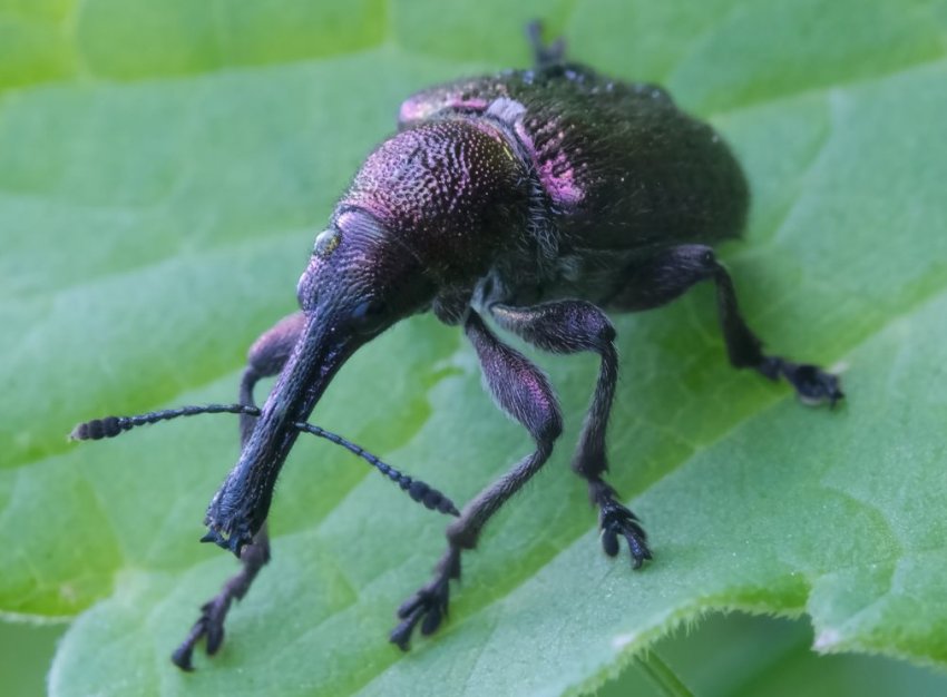 Довгоносик