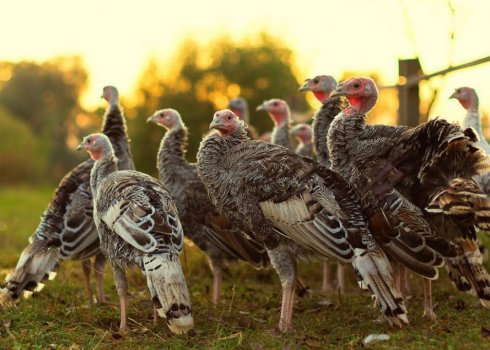 Гистомоноз у індиків