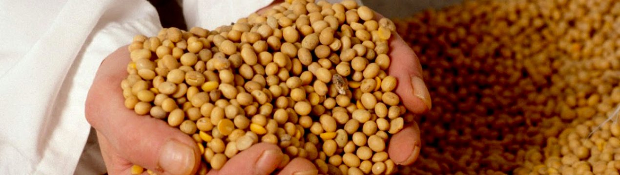 Білорусь збільшує імпорт соєвих бобів