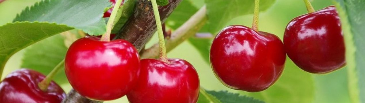 Особенности выращивания вишни Харитоновская и ухода за ней