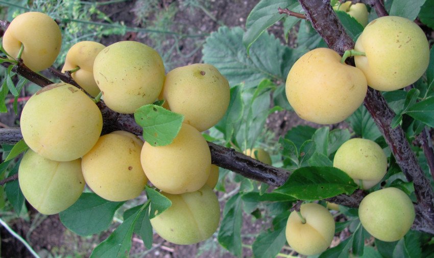 Зливу Золотий кулю