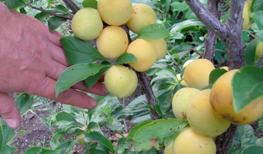 Зливу Золотий кулю