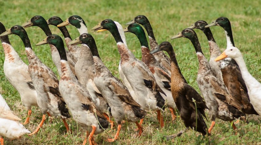 Качка індійський бігунок