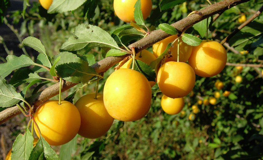 Зливу Золотий кулю