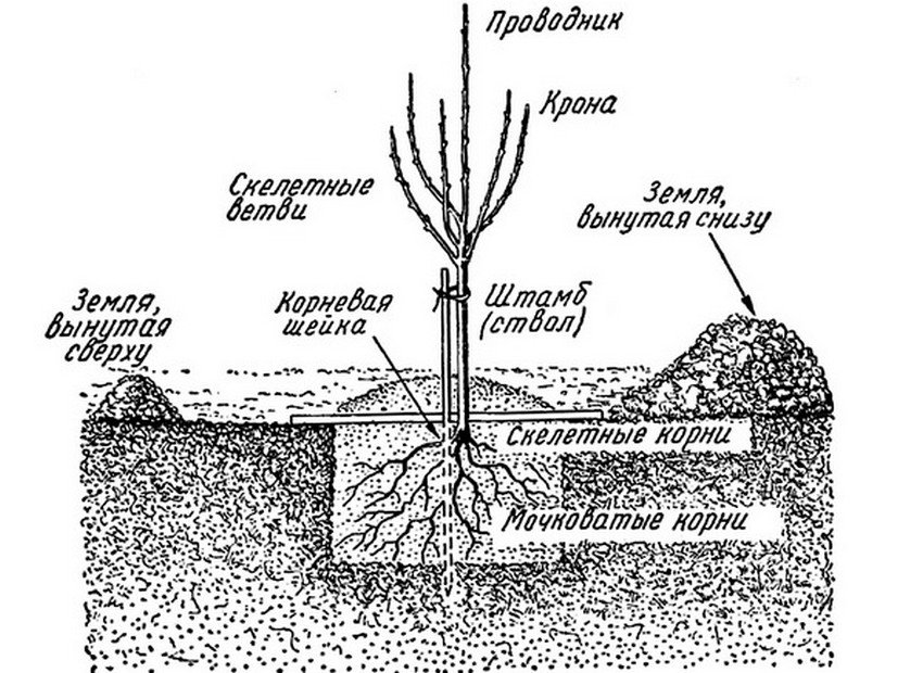 Схема посадки сливи
