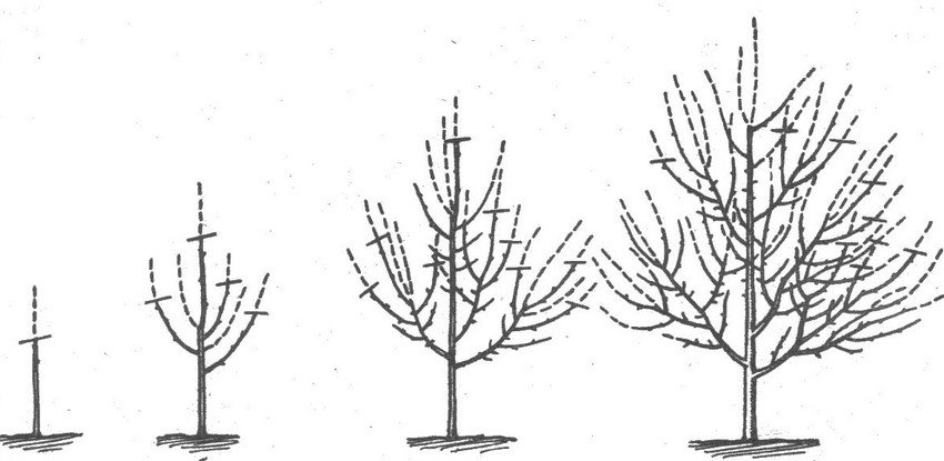 Схема обрізки сливи