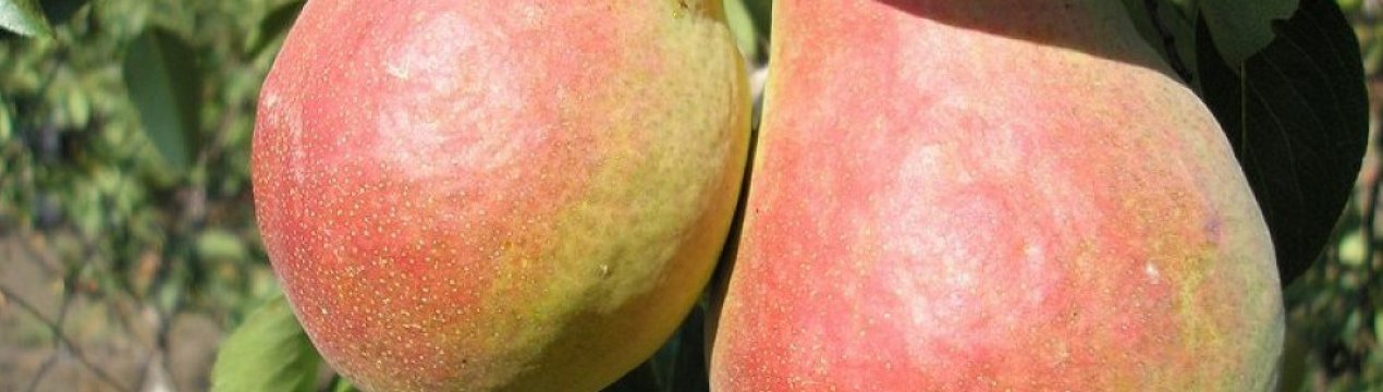 Особливості вирощування та характеристика груш сорту Фаворитка