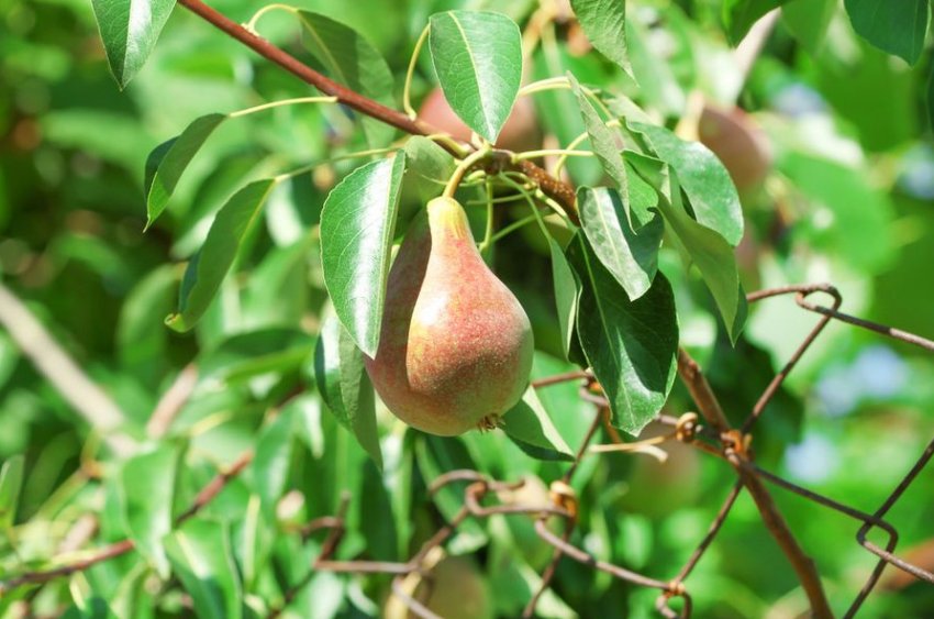 Груша Фаворитка