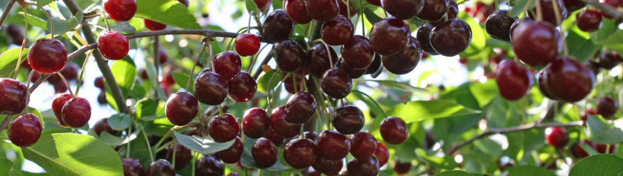 Особливості посадки і подальшого догляду за вишнею Новела