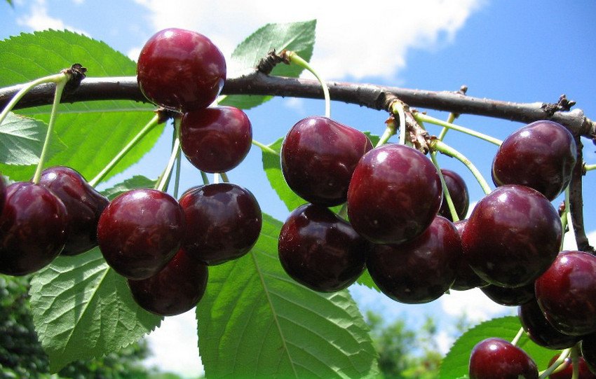 Вишня Новела Вишня Новела