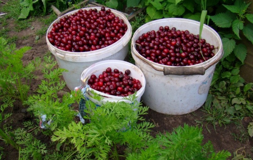 Вишня Новела Вишня Новела