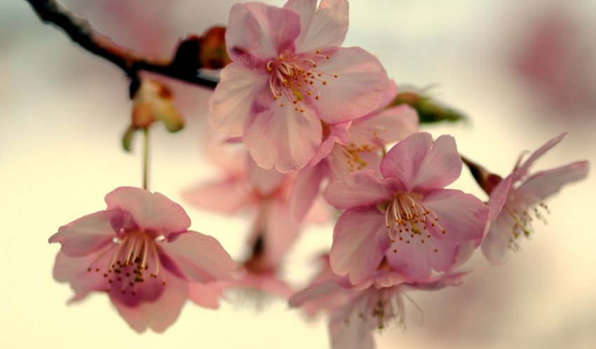 Цвітіння вишні Цвітіння вишні