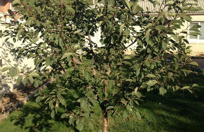 Вишня Новела Вишня Новела