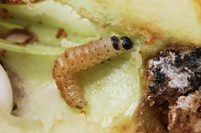 Гусінь яблуневої плодожерки