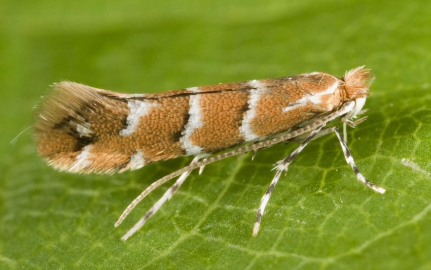 Мінуюча міль