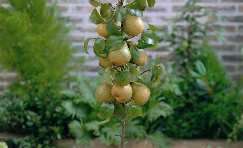 Декоративна груша Декоративна груша