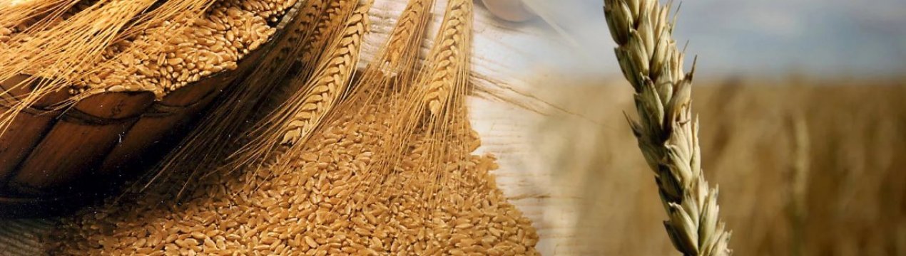 Бразилія скорочує імпорт пшениці