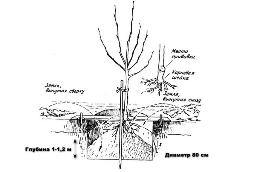 Схема посадкової лунки