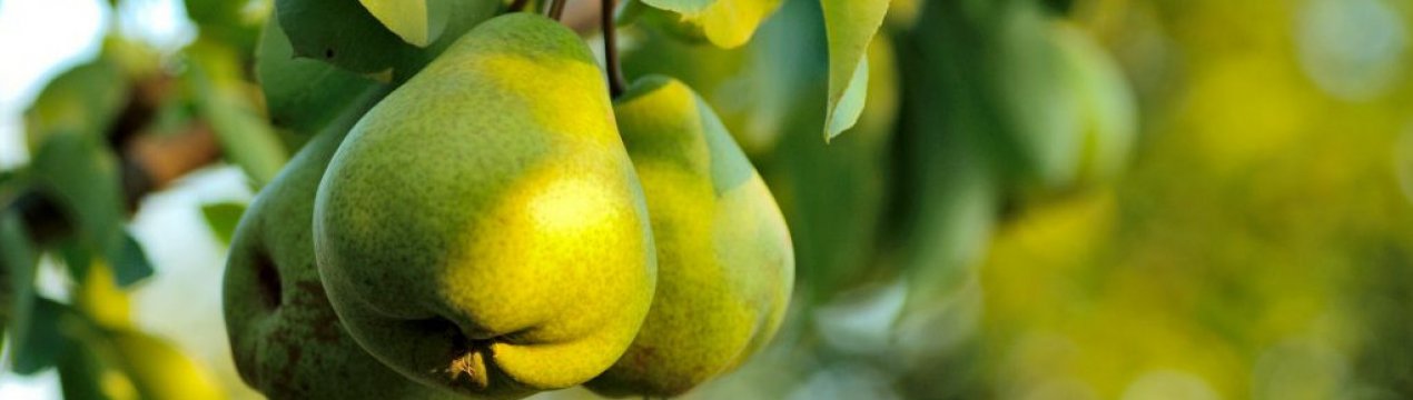 Груша сорту Завея — особливості посадки і догляду