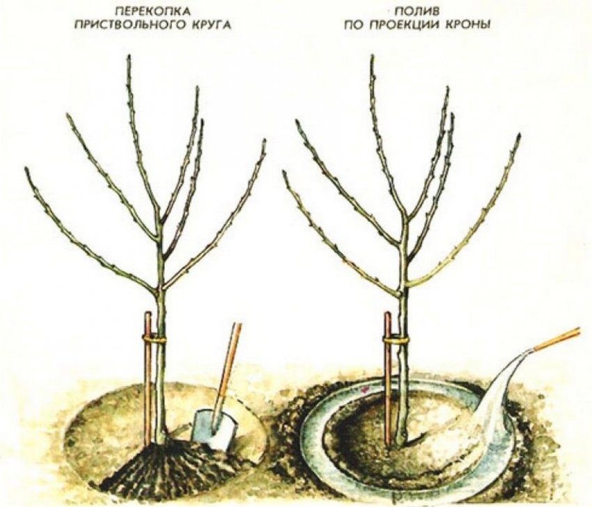Схема поливу грушевого саджанця