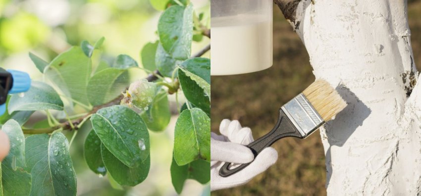 Профілактична обробка груші від шкідників