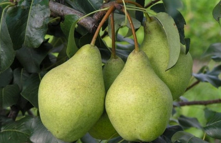 Груша сорту Завея