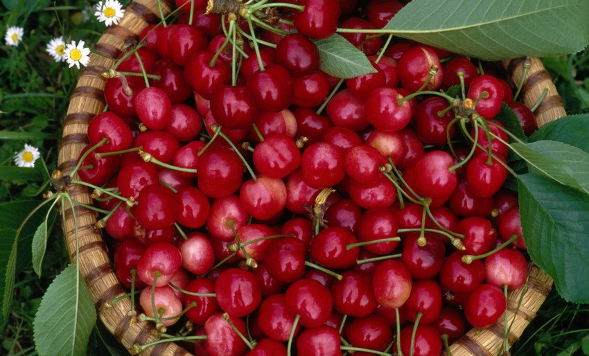 Вишня Вишня