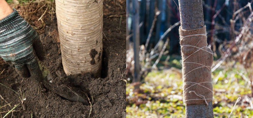 Підготовка груші до зими