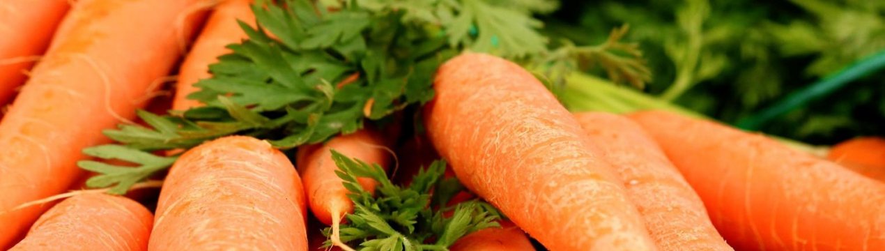 Містять клітини кореня моркви хлоропласти?