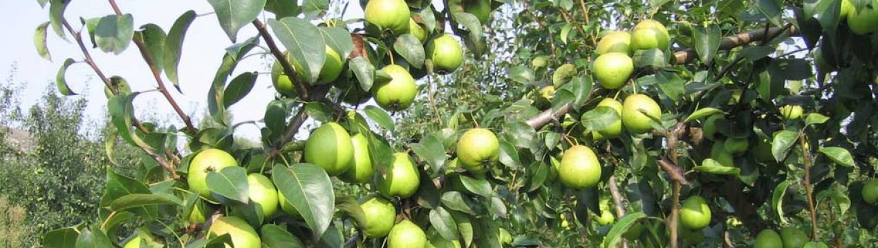 Особливості посадки і догляду за грушею Скороспілка з Мичуринска