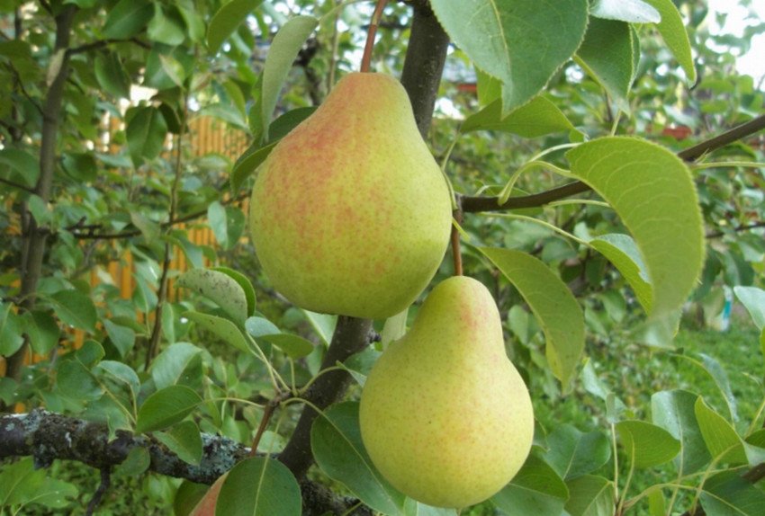Сорт груші Скороспілка з Мичуринска