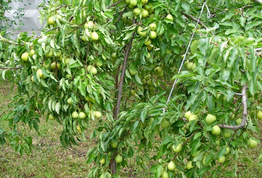 Сорт груші Скороспілка з Мичуринска