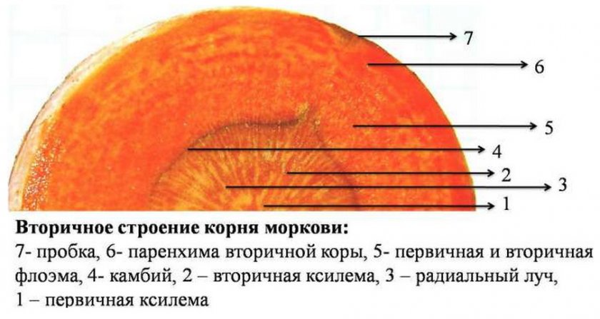 Строение корня моркови Строение корня моркови